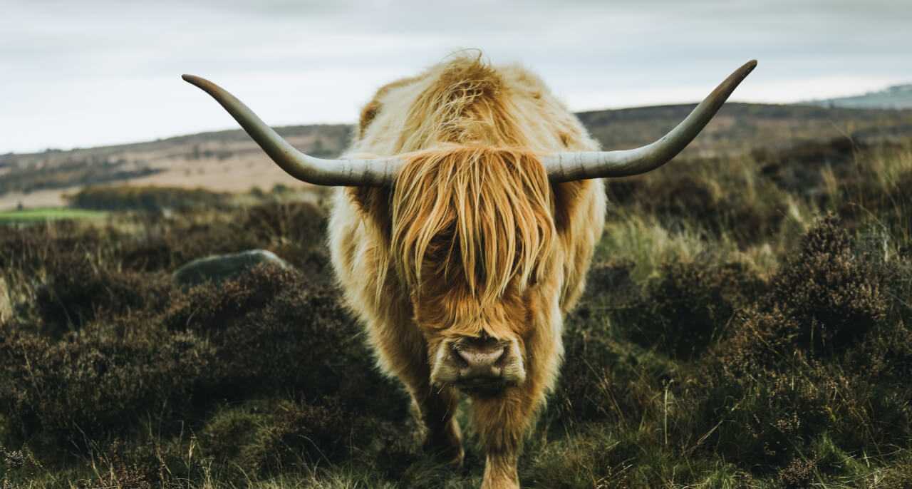 Jason Lengstorf on Yak Shaving